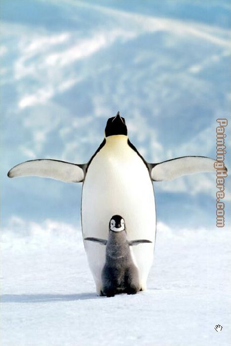 Sea life Penguin